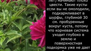 Основные ошибки при выращивании пионов