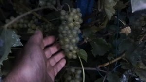 На сколько почек обрезать виноград Осенью?