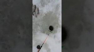 Зимняя рыбалка, разница улова на арбалет, и на обычный сторожок