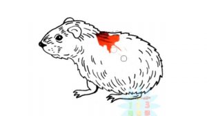 How to Draw Animals. Turtle Hamster Lizard