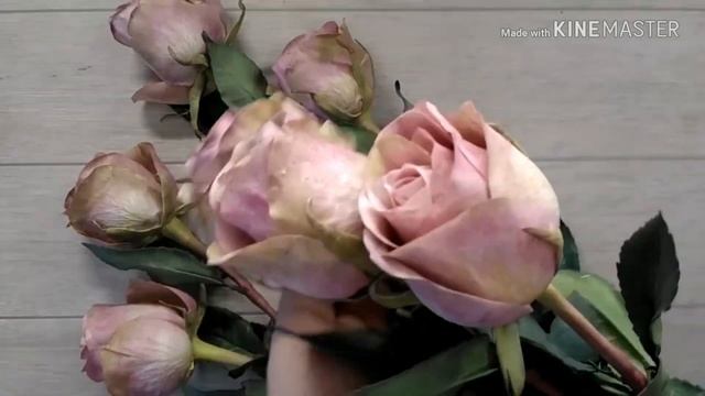 Роза Амнезия