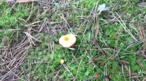 Ложные лисички - говорушки оранжевые. Как растут. Грибы.