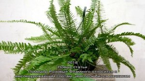 Изучаем способы пересадки и размножения нефролеписа