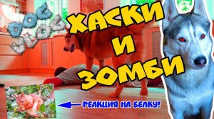 DOGVLOG_ ХАСКИ и ЗОМБИ РЕАКЦИЯ ХАСКИ НА БЕЛКУ. ОЛАААДУШКИИ. Говорящая собака.