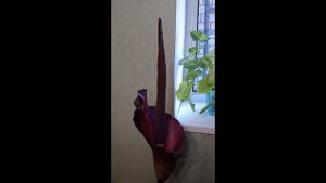 Аморфофаллус расцвел! Змеиная пальма?