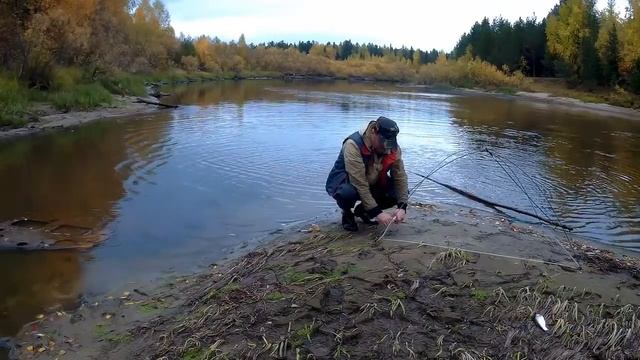 Ловля щурят пауком! Сезон 2018г