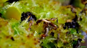 Венерина мухоловка - Растение хищник!