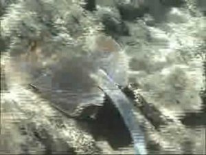 Хрящевой скелет