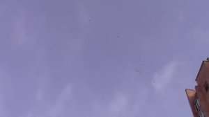 Узбекские бойные ГОЛУБИ - полет 07.03.2012