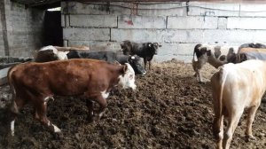 откорм бычков 6  месяц на корм набрал 290 кг.