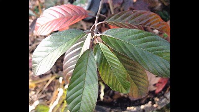 КРУШИНА (FRANGULA) сем. Крушиновые смотреть онлайн