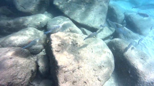 Мурена в камнях на пляже! Будьте осторожнее в Таиланде! Пхукет, стаи рыбы!!! Снорклинг с дочкой. смотреть онлайн
