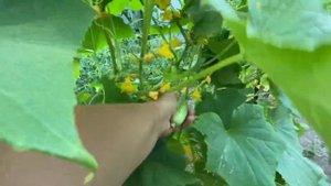 Самые сочные, сладкие и нежные. Сбор огурцов. Сорт Родничок.