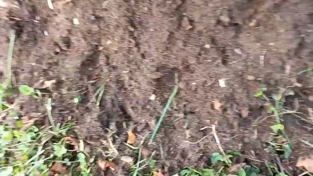 Шурум - бурум . смотреть онлайн