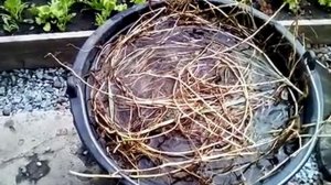 Микориза даром, своими руками