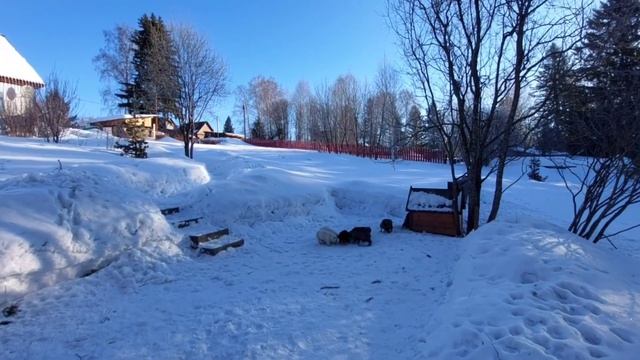 11.02.23. Порфирий Поздний. Почему сегодня нельзя сажать вербу? От чего можно было сегодня онеметь?