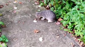 Лягушка орет