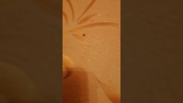 Как выглядят клопы и где искать клопов