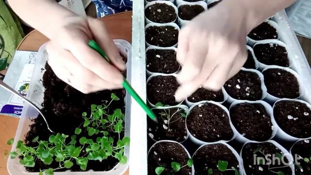 Пикировка виолы (анютиных глазок) смотреть онлайн