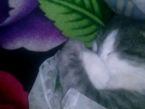 #домашниеживотные