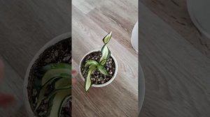 Сансевиерия Голден Венди golden Wendy