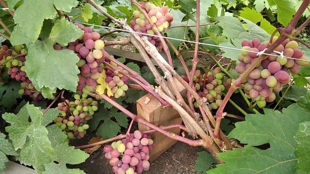 Виноград Красноярска. Сергей Будрис. 2022г. смотреть онлайн