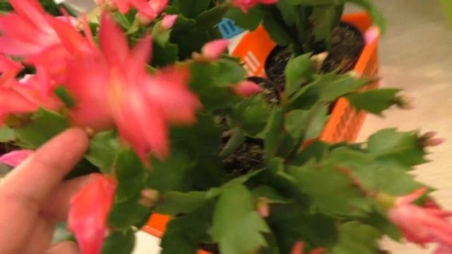 Цветы Бугаевой : обзор некоторых сортов Шлюмбергера
