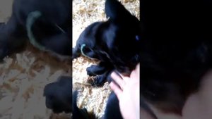 Щенки Кане Корсо, 45 дней Екатеринбург ПРОДАЖА!