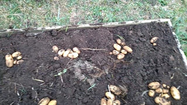 Урожай картошки в высокой грядке. Сколько собрали с квадратного метра? смотреть онлайн