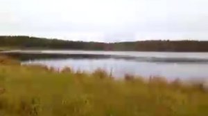 Дикая природа Полевского. Сбор клюквы.