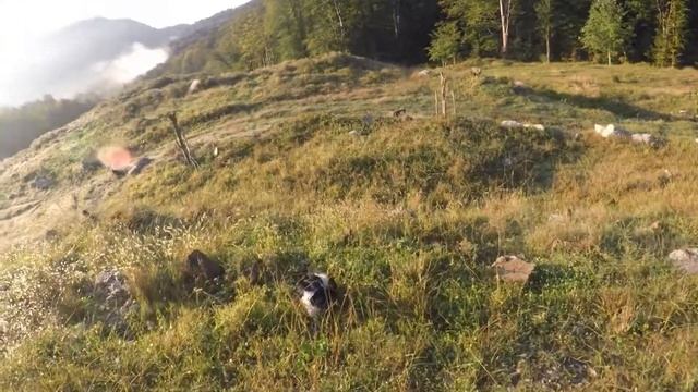 Охота на перепела Сочи. МР-155. Сужение раструб