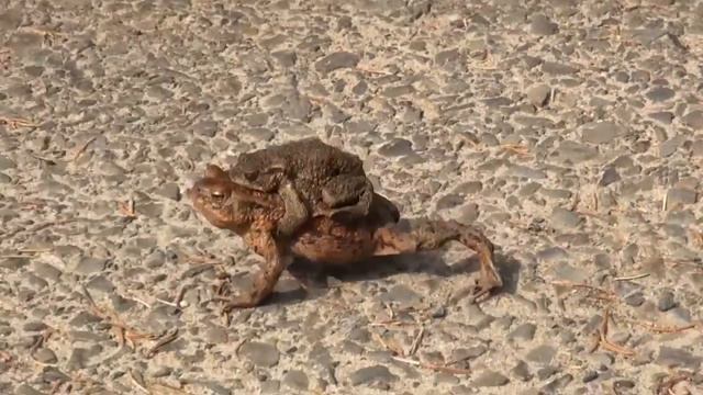 amphibianshike смотреть онлайн