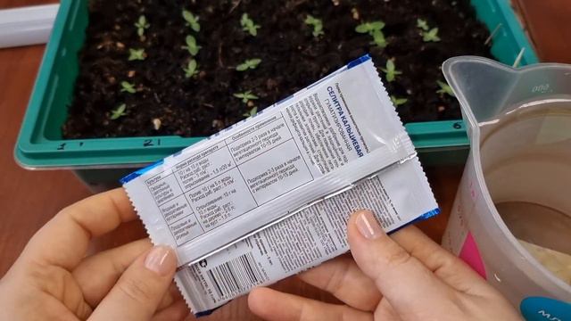 Эта подкормка Эустомы ускоряет её рост 🚀
