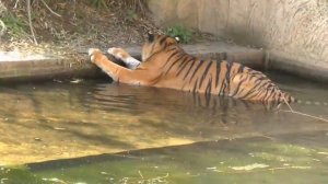 Prague zoo . Пражский зоопарк .