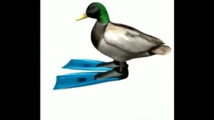 Утка крутится 1 ЧАС