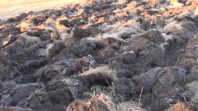 Как правильно запоганить пастбище по требованию вредителей из россельхознадзора смотреть онлайн