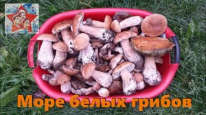 Белые грибы повсюду. Грибалка. Тихая Охота. Архив