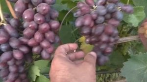 Сорт винограда Хаджи Мурад