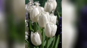 Белые тюльпаны / Алёна Росс ?