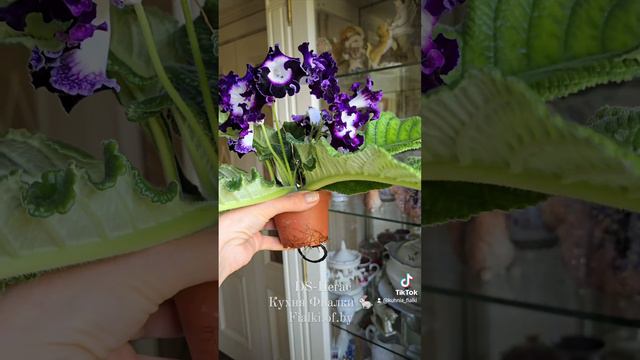 DS-Пегас. Стрептокарпус с замечательными характеристиками. Прекрасно подойдёт для начинающих коллекц