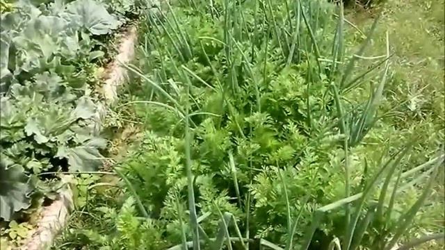 Смешанные посадки. Планирование грядок ОГ, 2016 год смотреть онлайн