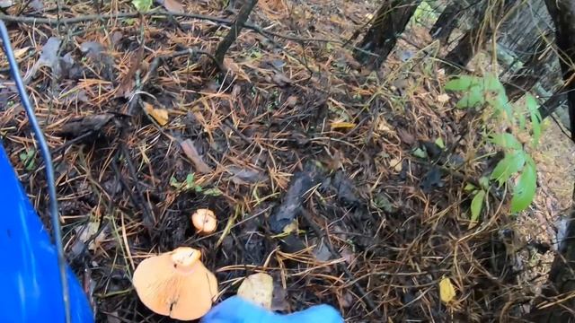 НЕТРОНУТЫЙ ЛЕС!!! НЕКУДА НАСТУПИТЬ, КРУГОМ ОДНИ БЕЛЫЕ И РЫЖИКИ. Сбор грибов 2022 смотреть онлайн