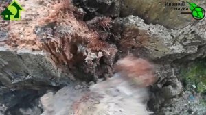 ОХОТА на ТРИХОДЕРМУ! Как в лесу узнать ТРИХОДЕРМУ. Показываю ее во всей красе и собираю для огорода