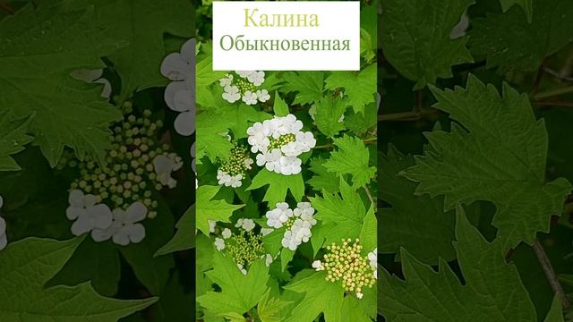 Калина обыкновенная (Viburnum opulus)?