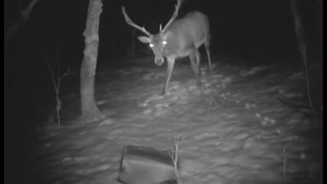 Фотоловушки в заповеднике "Утриш" смотреть онлайн