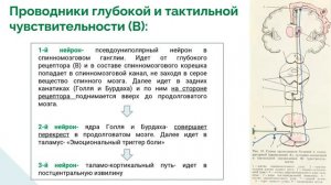 7 Путь глубокой чувствительности