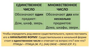 Русский язык 3 класс. Род и число имён существительных.