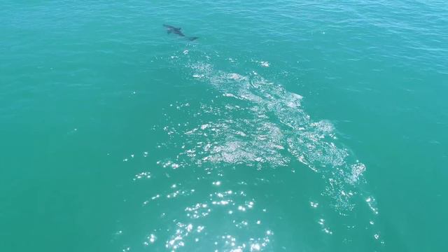 drone footage of great white shark swimming at full speed смотреть онлайн