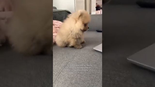 Топ сложных пород собак, которых не стоит заводить новичкам #shorts #породысобак