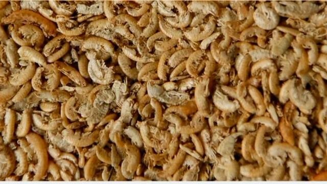 Почему сухим гамарусом можно кормить